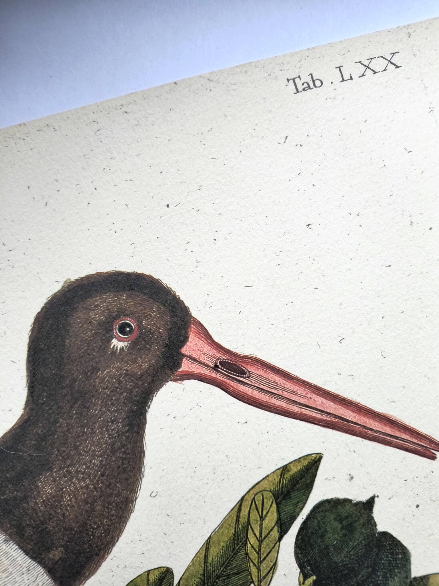 Antique bird plate - The Oyster Taker - beautiful engraving by Seligmann