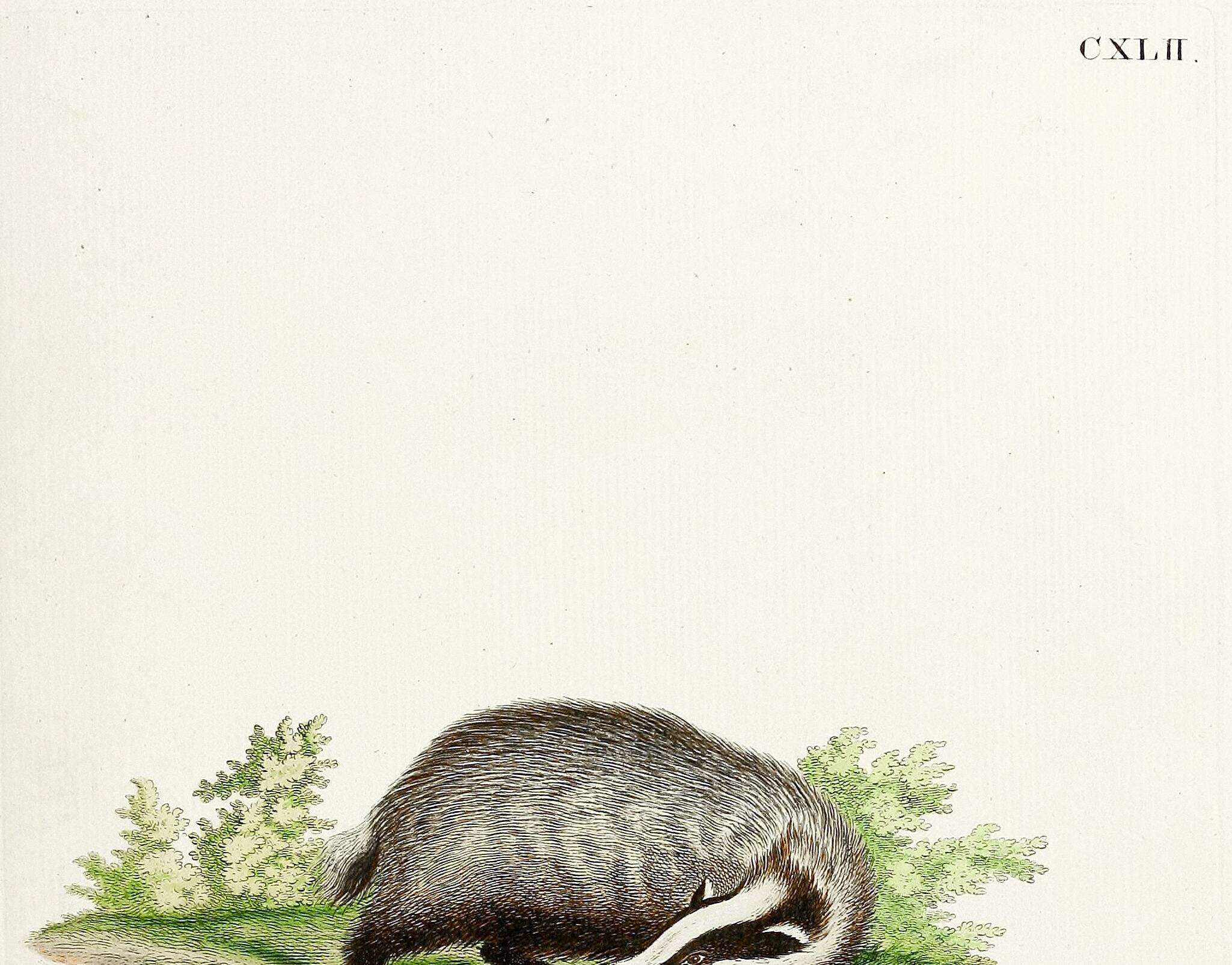 Poster of the Badger, based on an old engraving from 1774.