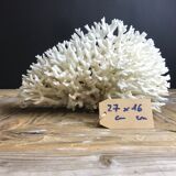 Coral nest