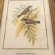 Trio of ornithological boards