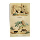 Original zoological plank "Indian Pig - Mole - Hedgehog " Buffon 1840