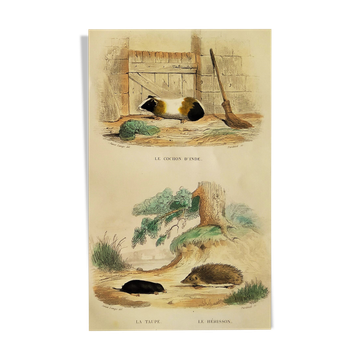 Original zoological plank "Indian Pig - Mole - Hedgehog " Buffon 1840