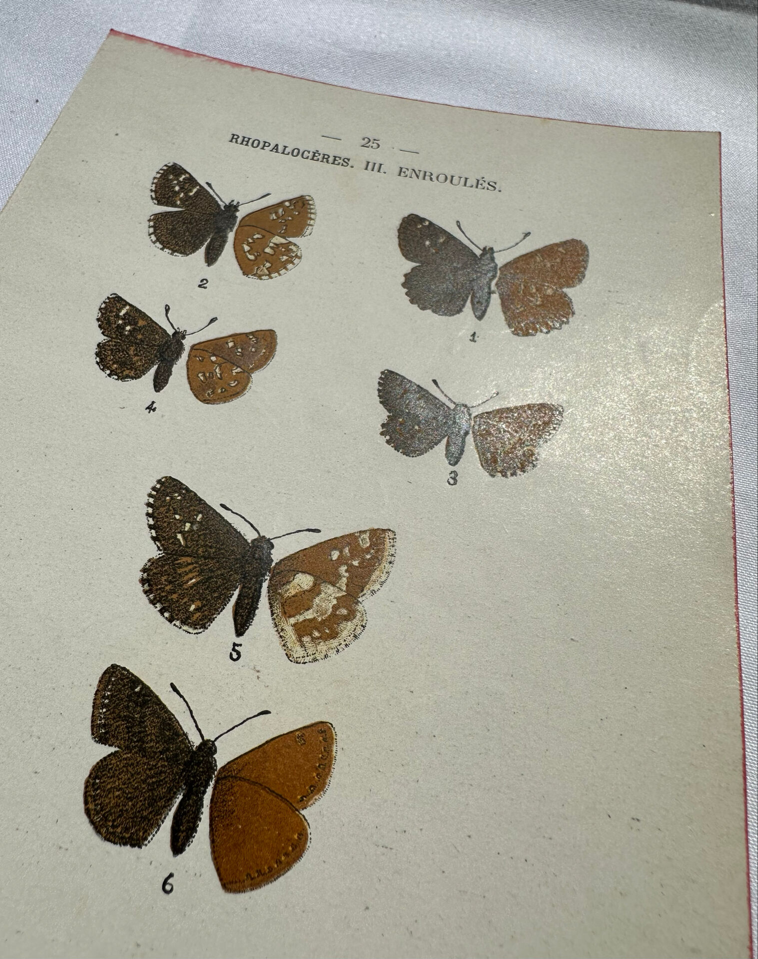 Botanical engraving double-sided butterflies naturalist plate etching