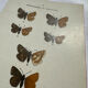 Botanical engraving double-sided butterflies naturalist plate etching