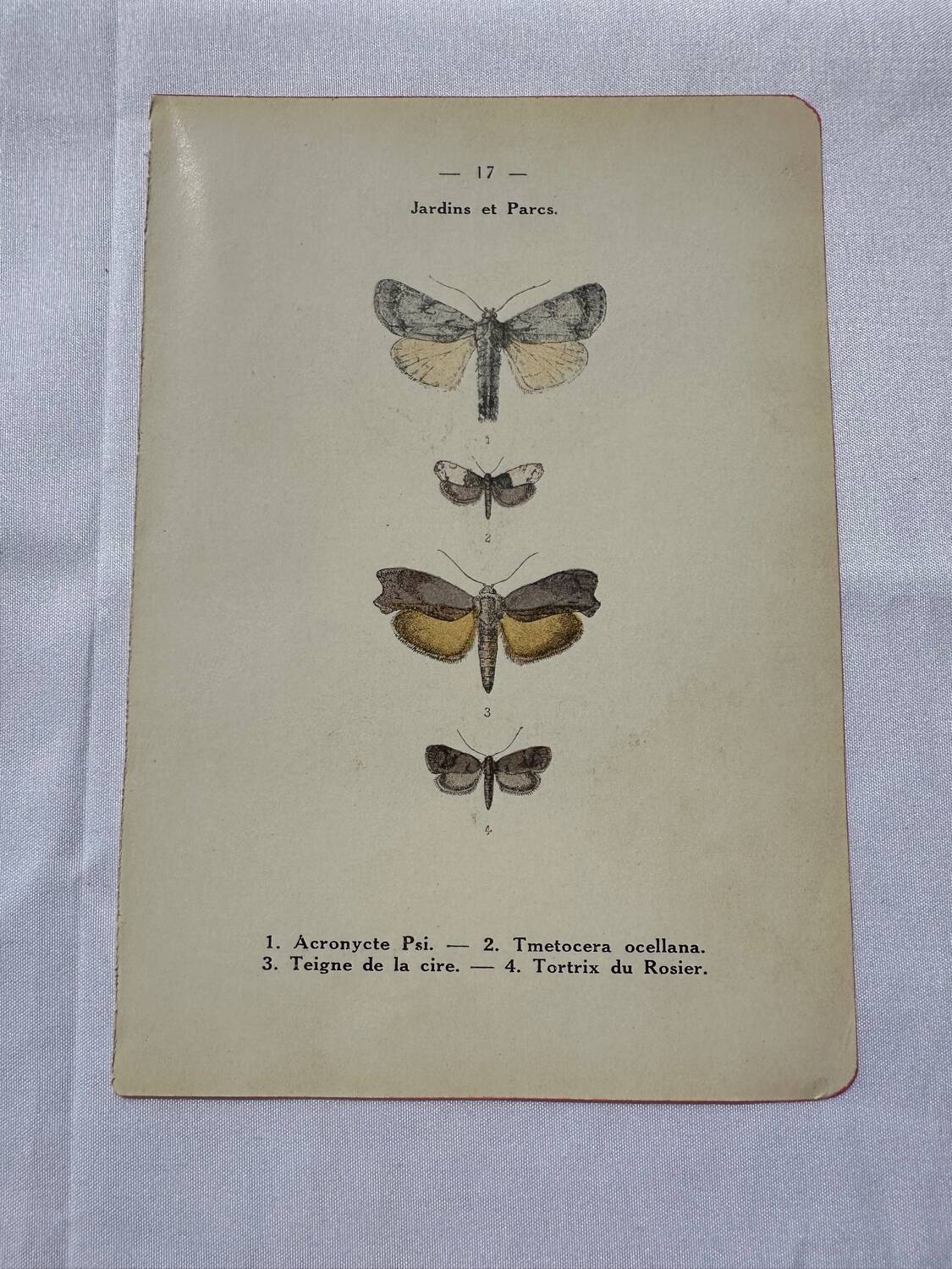 Botanical engraving plant France double-sided naturalist plate