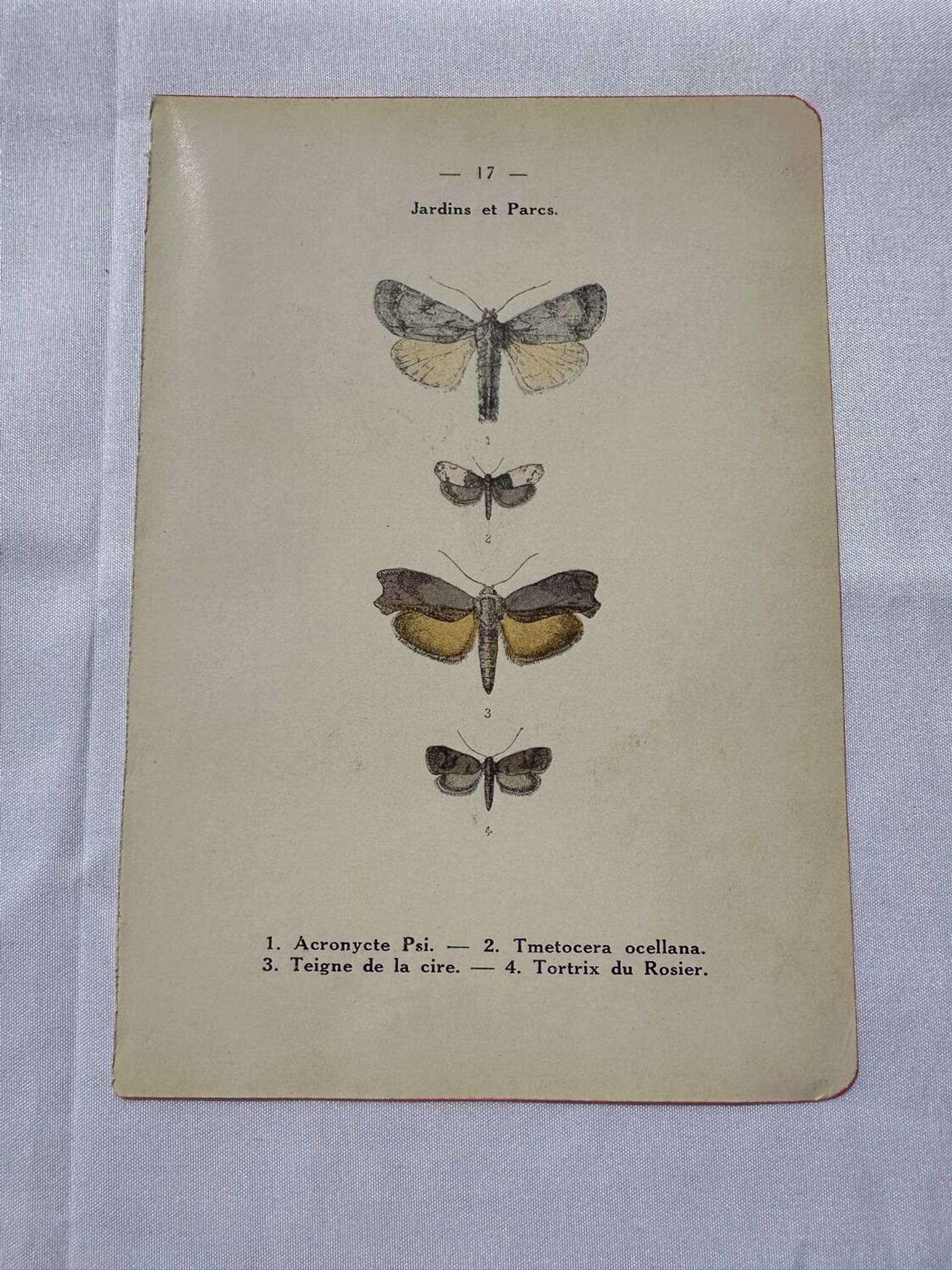 Gravure botanique plante France planche naturaliste double face