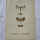 Botanical engraving plant France double-sided naturalist plate