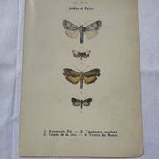 Gravure botanique plante France planche naturaliste double face