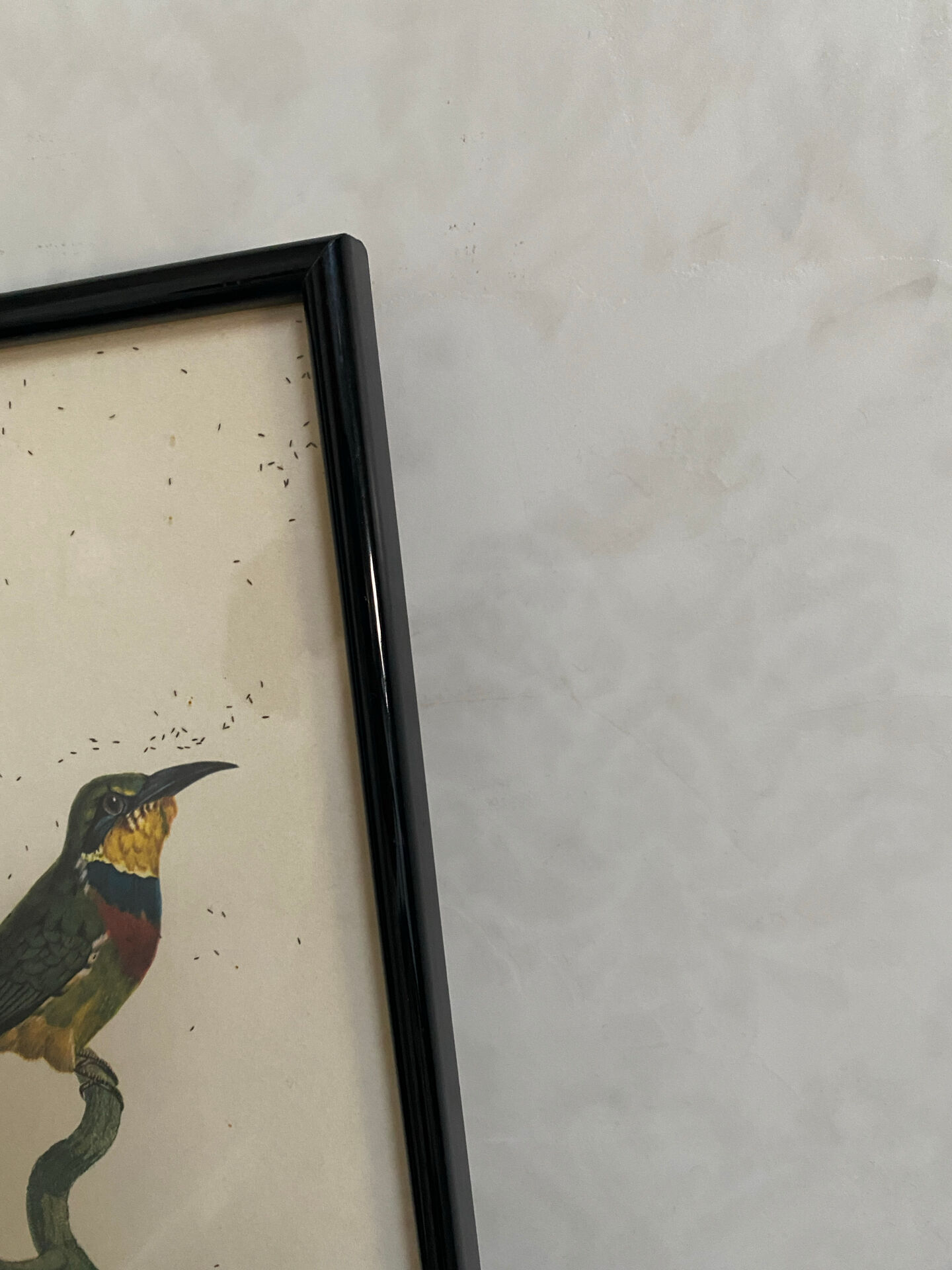 Vintage bird lithographs