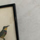 Vintage bird lithographs