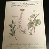 Lot posters ready herbal