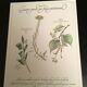 Lot posters ready herbal
