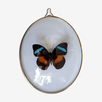 Butterfly framed in an old bulging oval frame