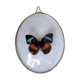 Papillon encadré dans un cadre ovale bombé ancien