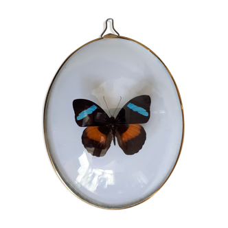 Papillon encadré dans un cadre ovale bombé ancien
