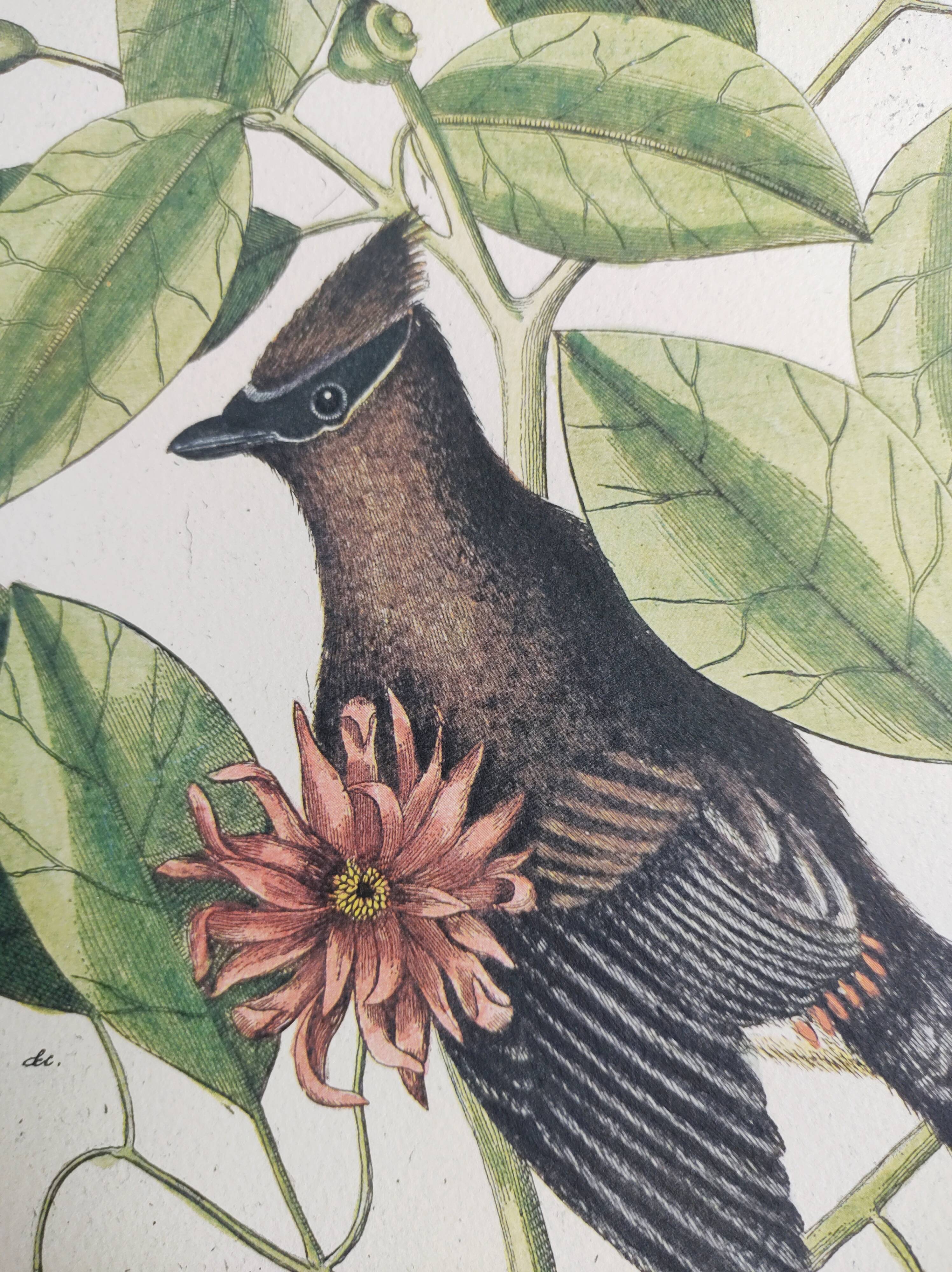 Old bird engraving - Jay Jafeur - Zoological plate by Seligmann & Catesby