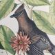 Old bird engraving - Jay Jafeur - Zoological plate by Seligmann & Catesby