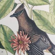 Old bird engraving - Jay Jafeur - Zoological plate by Seligmann & Catesby