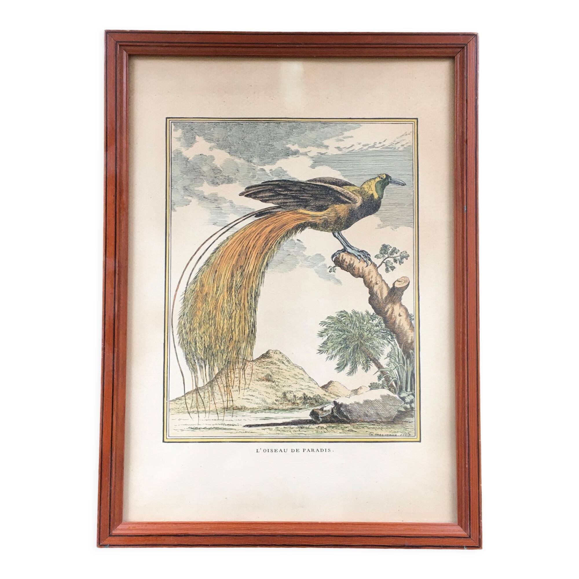 Illustration the bird of paradise