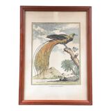 Illustration the bird of paradise