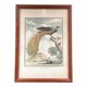 Illustration l’oiseau de paradis