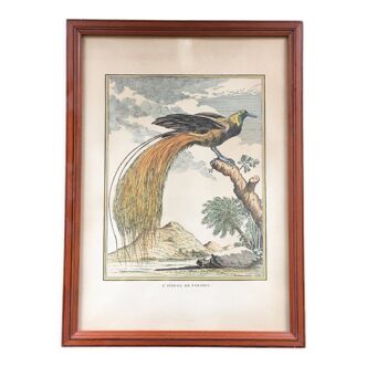 Illustration the bird of paradise