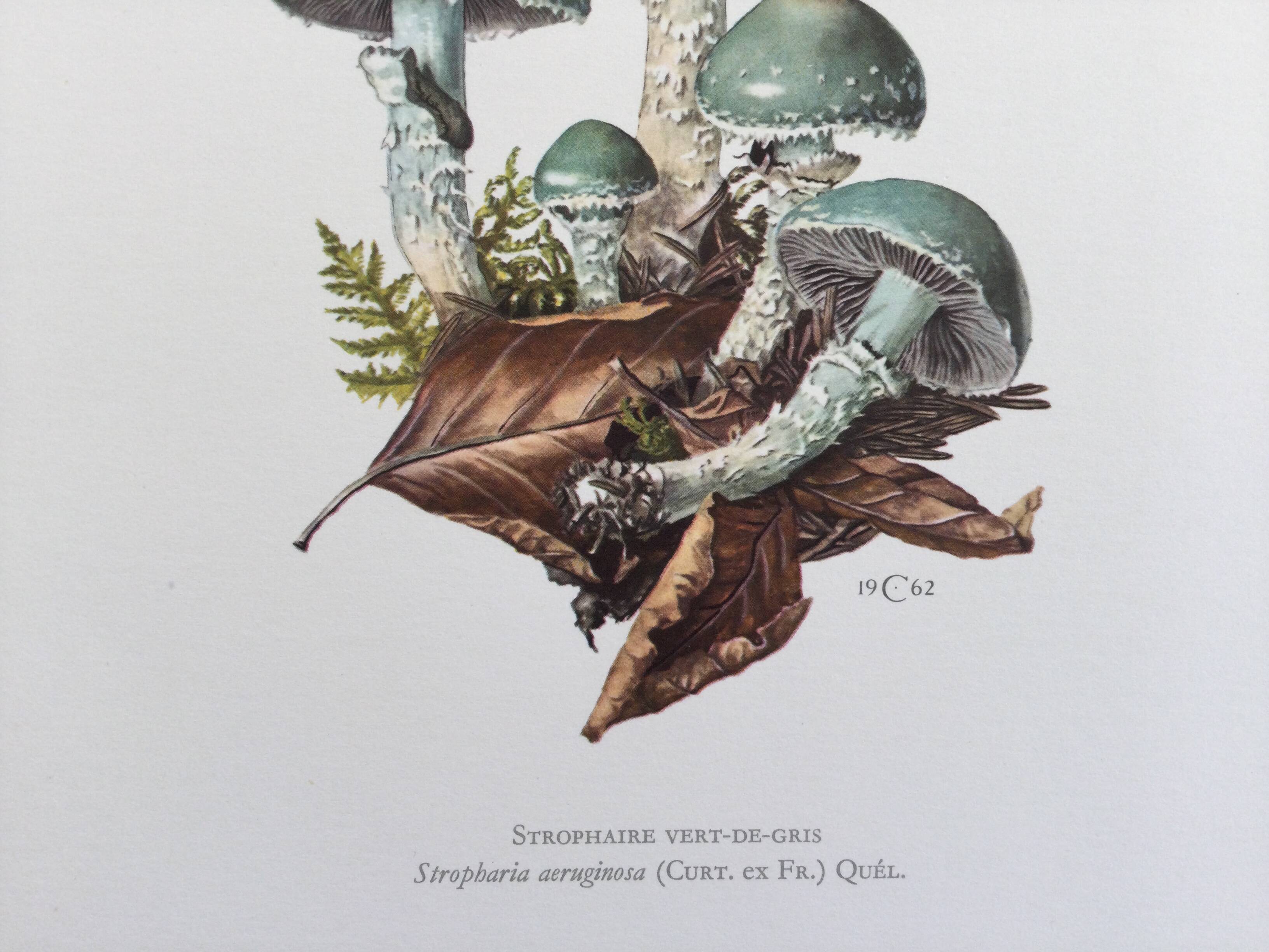 Botanical Illustration Mushrooms Strophaire Vintage Print 60s