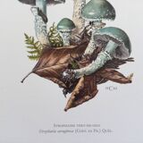 Botanical Illustration Mushrooms Strophaire Vintage Print 60s