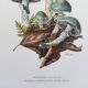Botanical Illustration Mushrooms Strophaire Vintage Print 60s