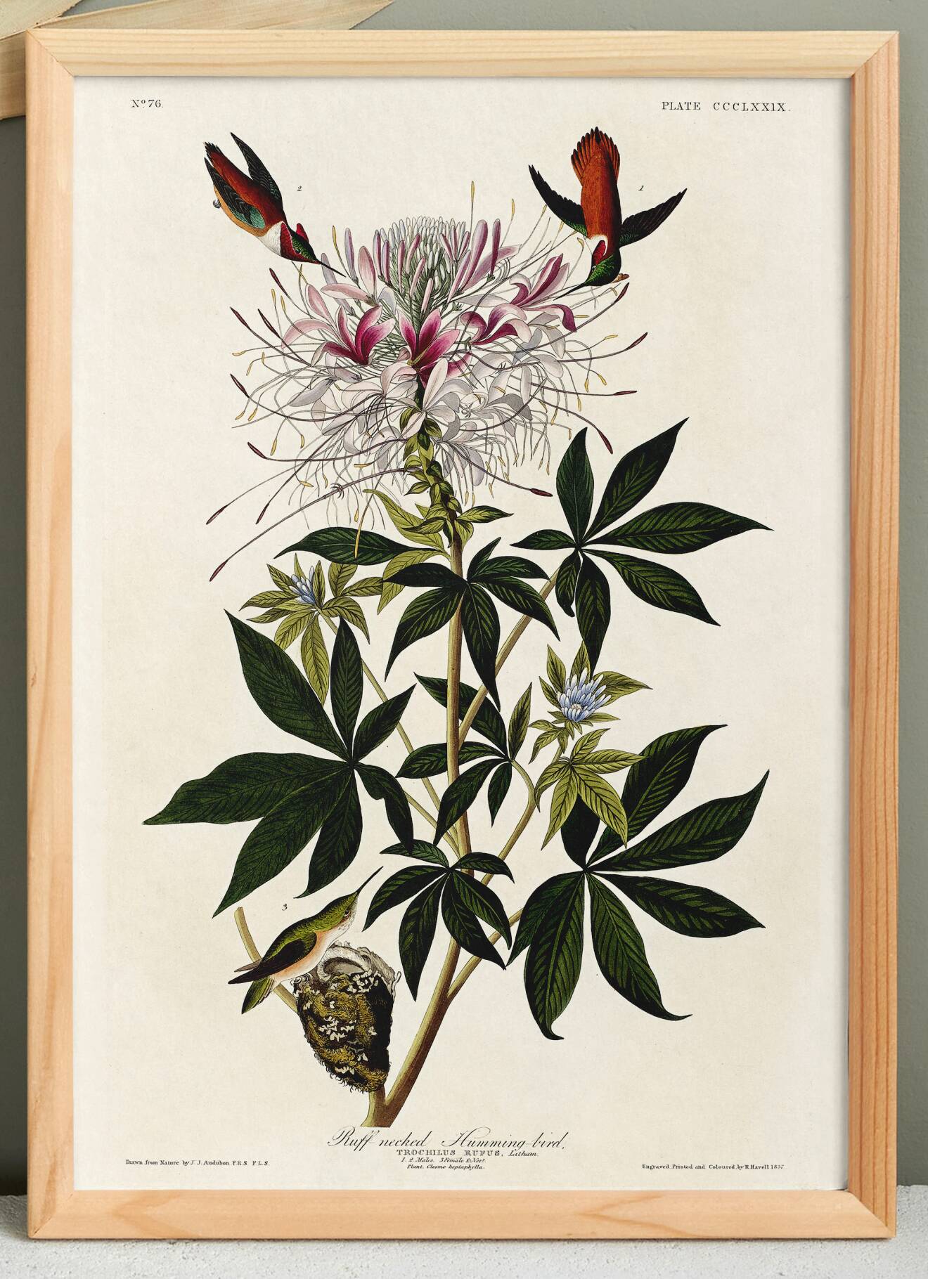 Poster about the rufous-throated hummingbird, based on an old engraving from 1827