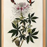 Poster about the rufous-throated hummingbird, based on an old engraving from 1827