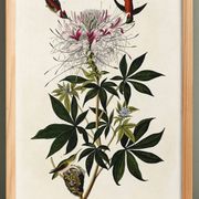Poster about the rufous-throated hummingbird, based on an old engraving from 1827