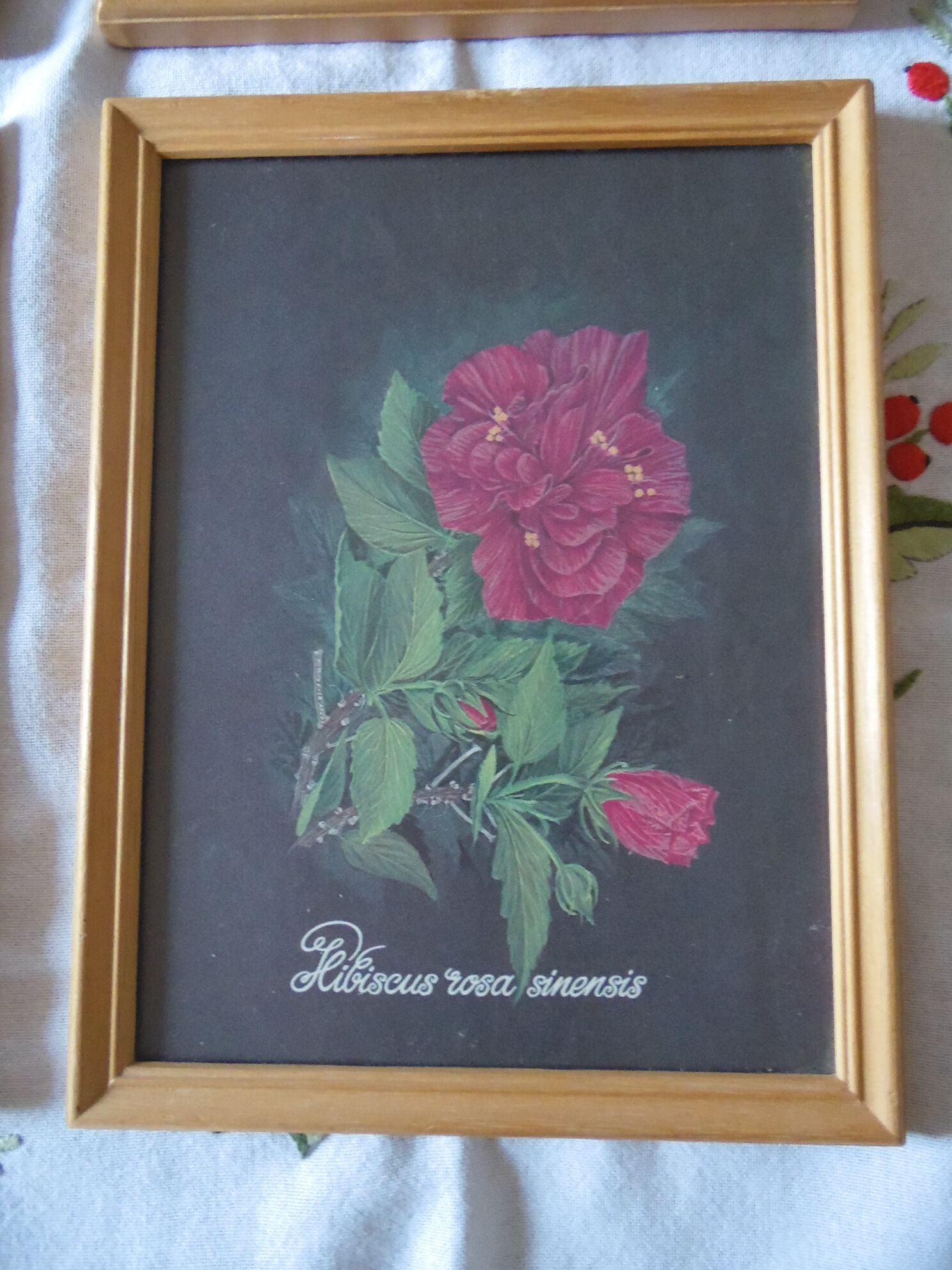 Lot 4 botanical frames 70