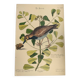 Old bird engraving - Sea Allouette - Zoological illustration board by Seligmann & Catesby