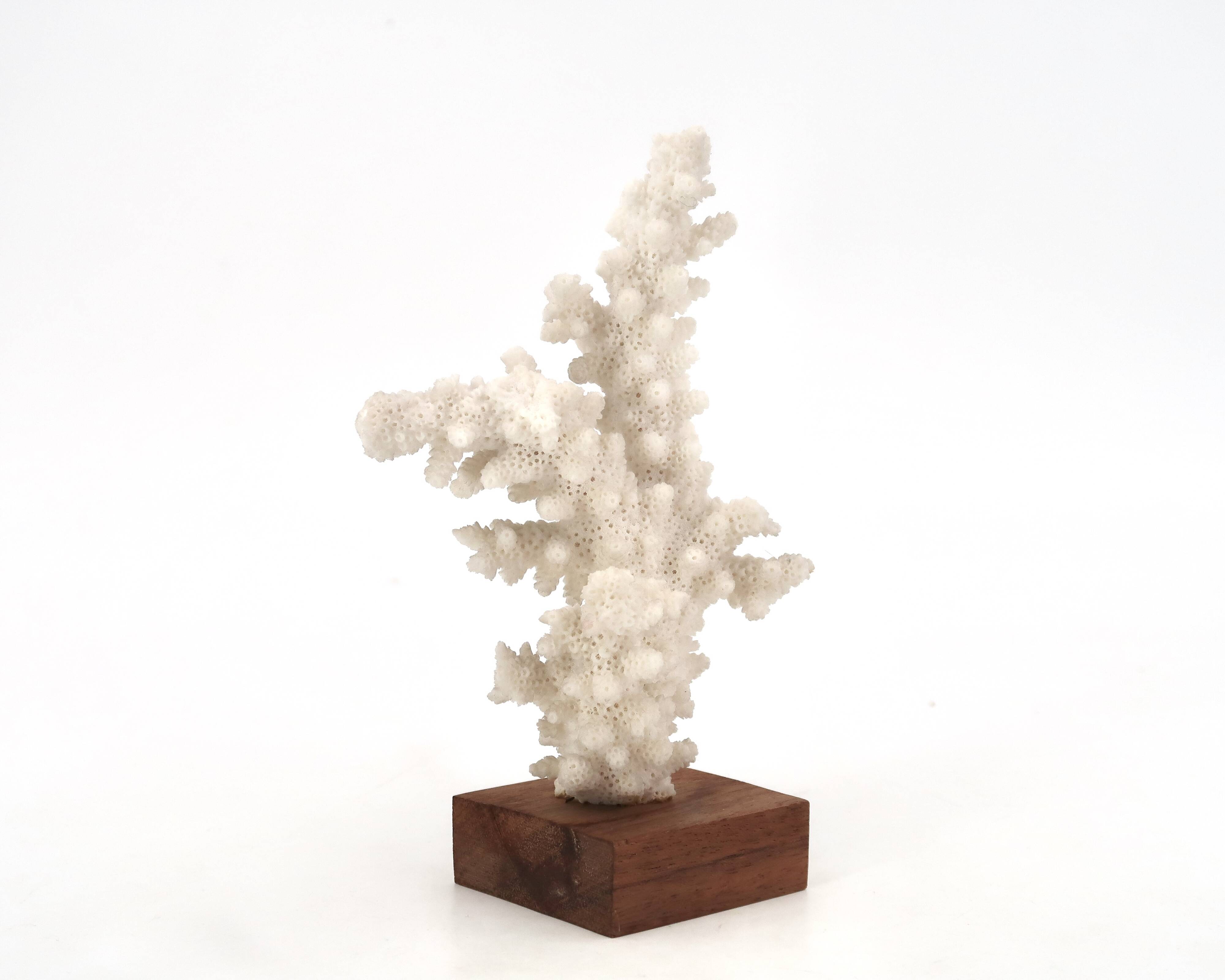 Natural white coral on a wooden base, 1970s.