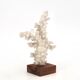 Natural white coral on a wooden base, 1970s.