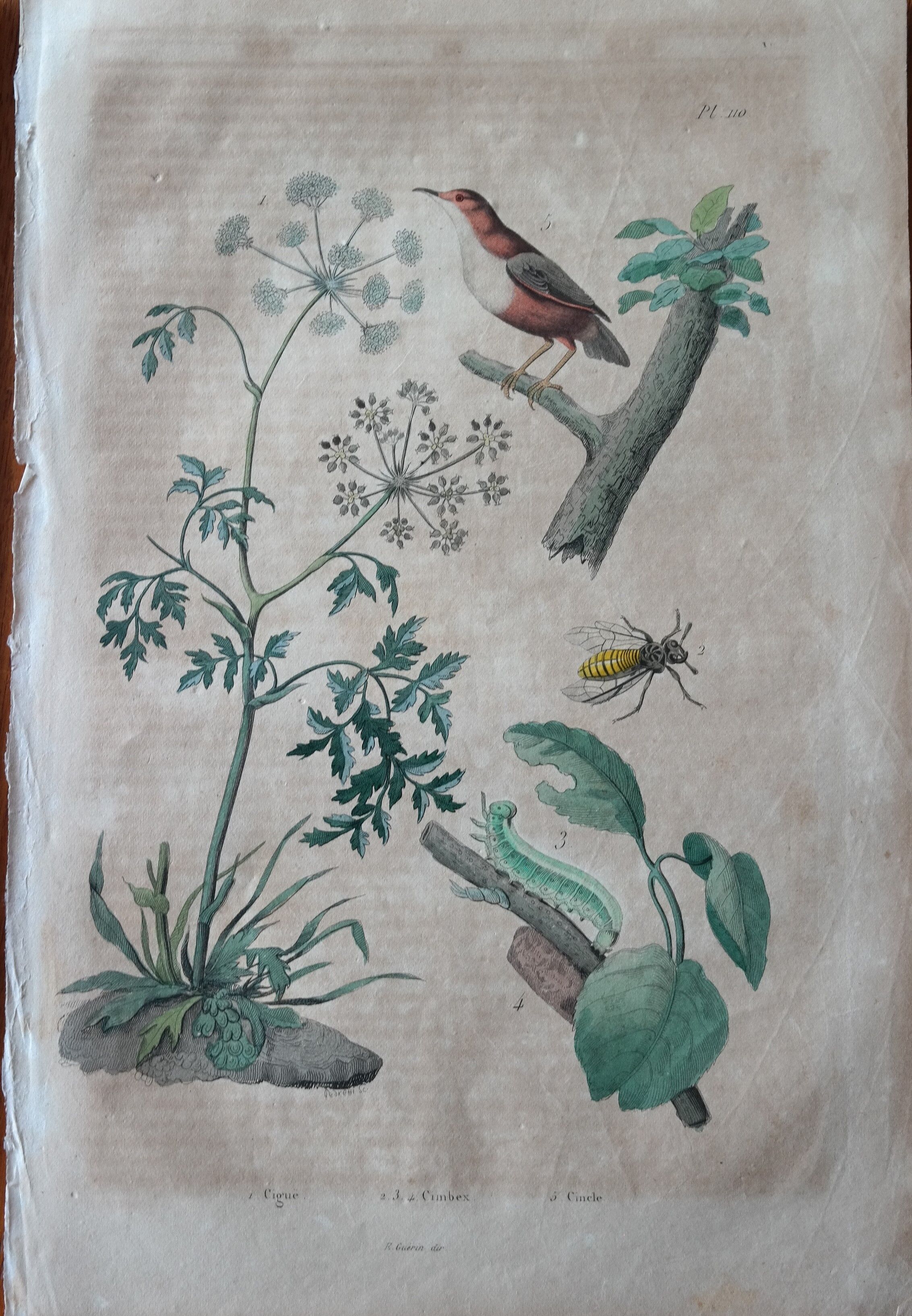 Lot of 9 old naturalist boards