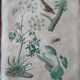 Lot of 9 old naturalist boards