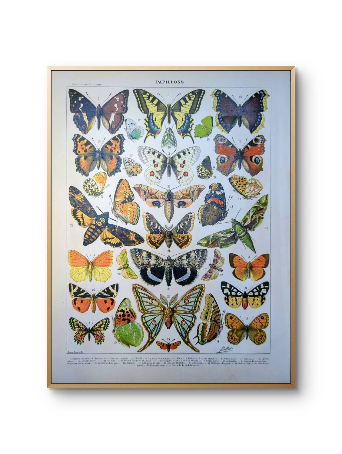 Imprimée en 1905, les papillons. Affiche Entomologique ancienne.