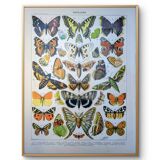 Imprimée en 1905, les papillons. Affiche Entomologique ancienne.