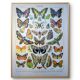 Imprimée en 1905, les papillons. Affiche Entomologique ancienne.
