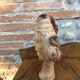 Wood head sculpture