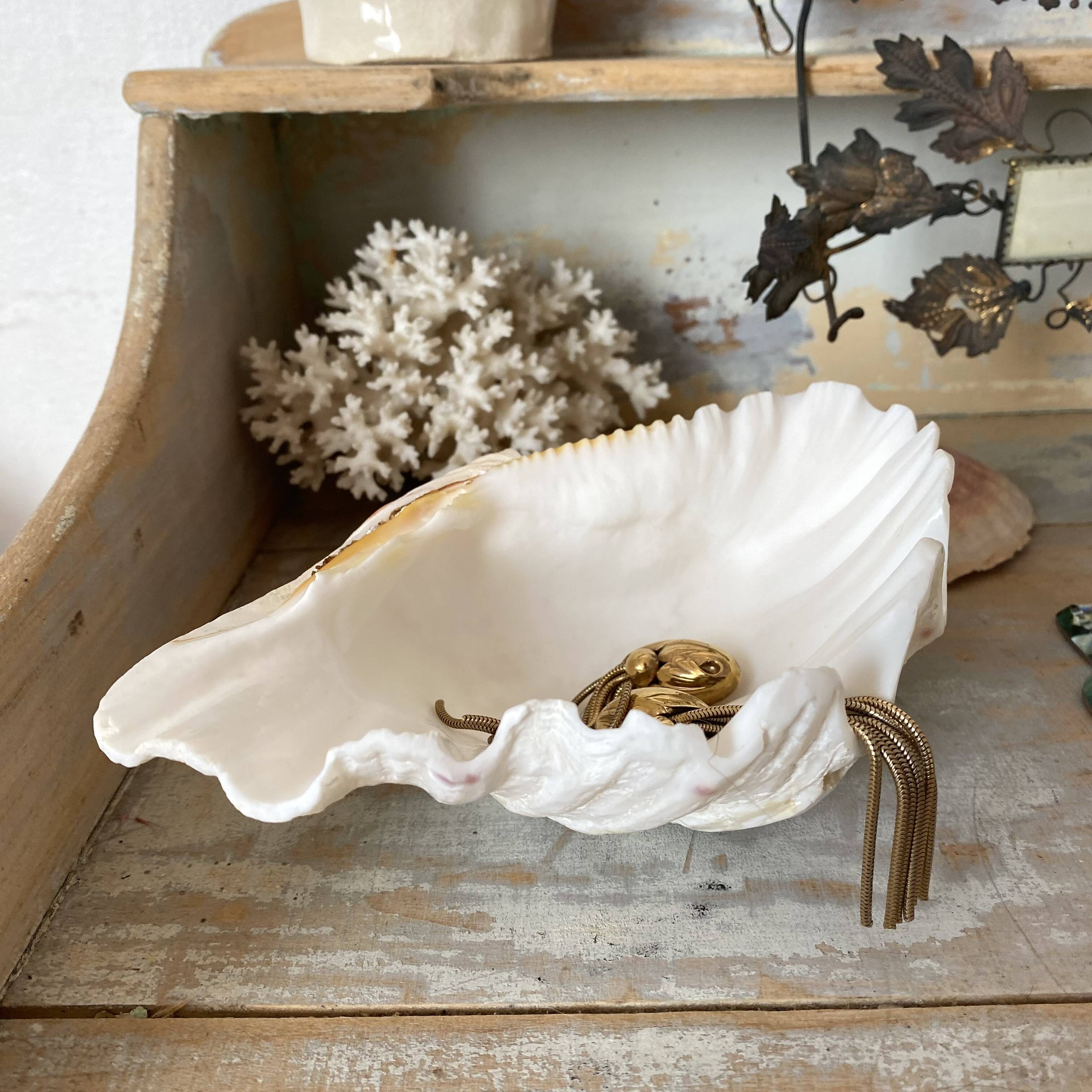Scallop shell, natural shell catchall.