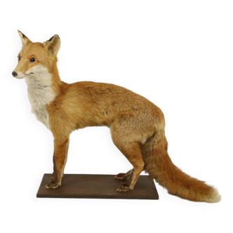 Beautiful Stuffed Fox On Oak Plank Vulpes Vulpes Vintage Taxidermy