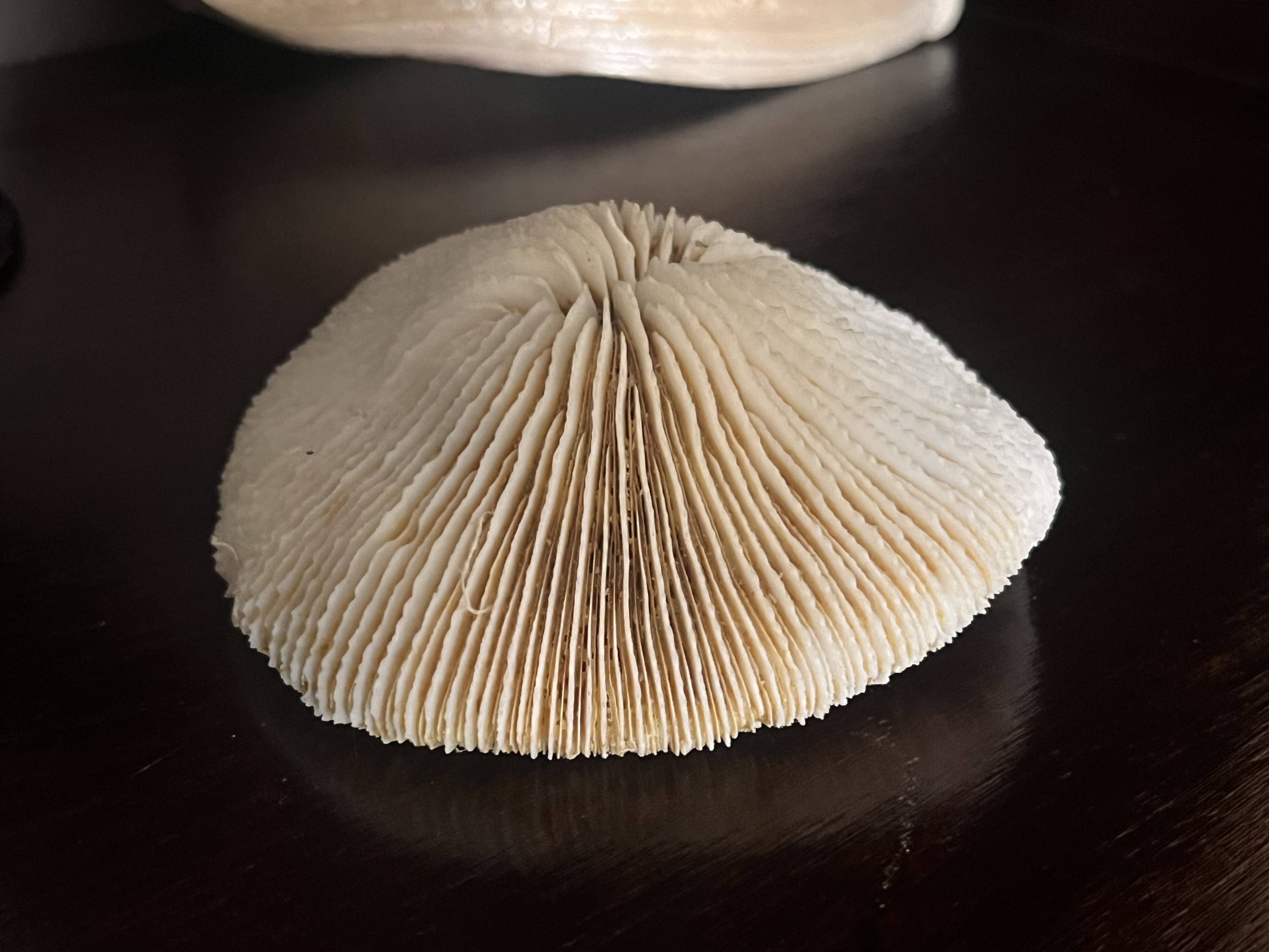 Corail ancien