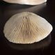 Corail ancien