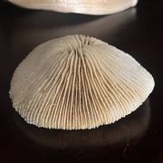Corail ancien
