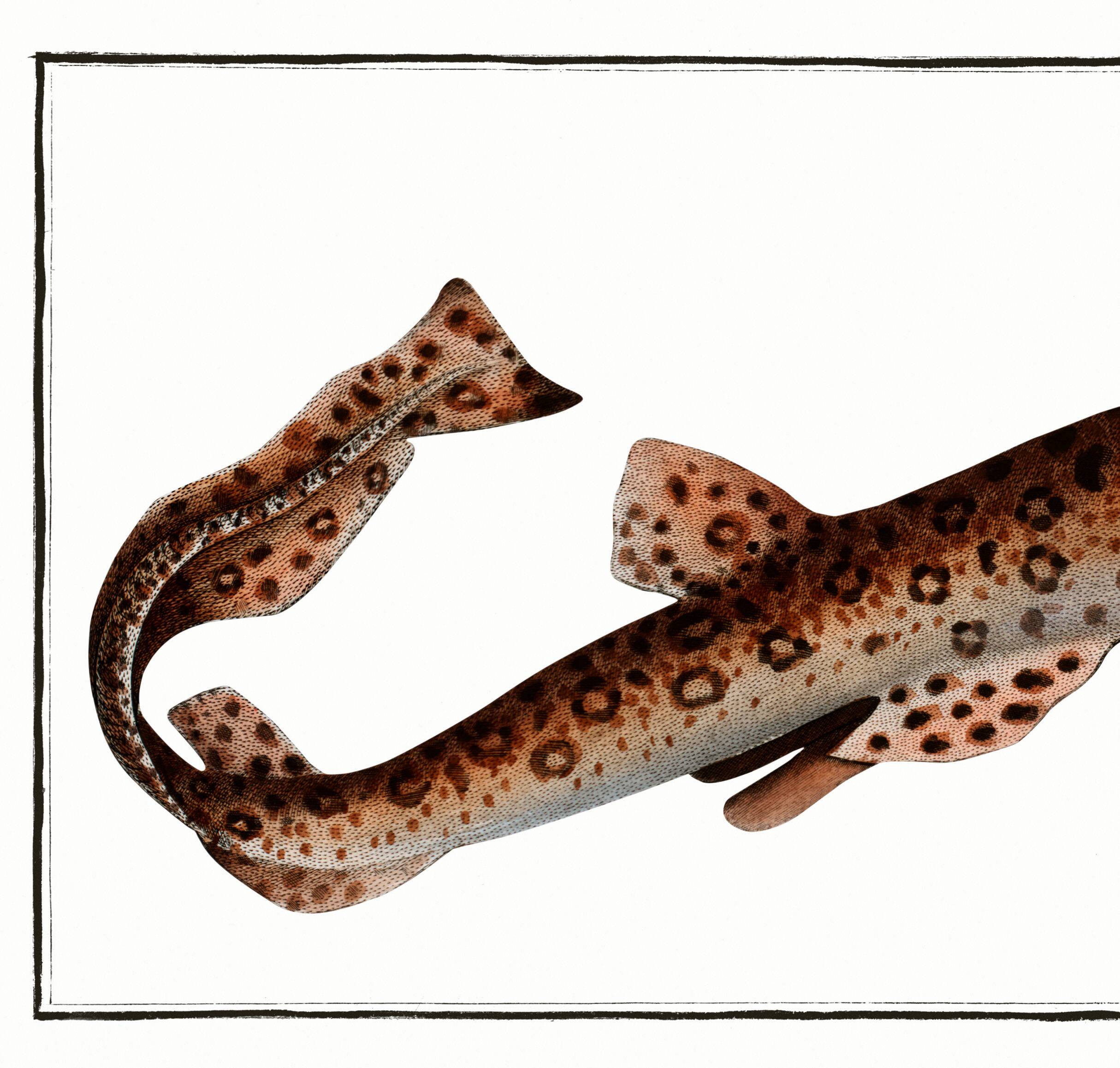 Poster about the flying fox, based on an old engraving from 1746.