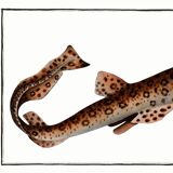 Poster about the flying fox, based on an old engraving from 1746.