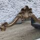 Antique Italian Louis XV gilden mirror 78x125cm